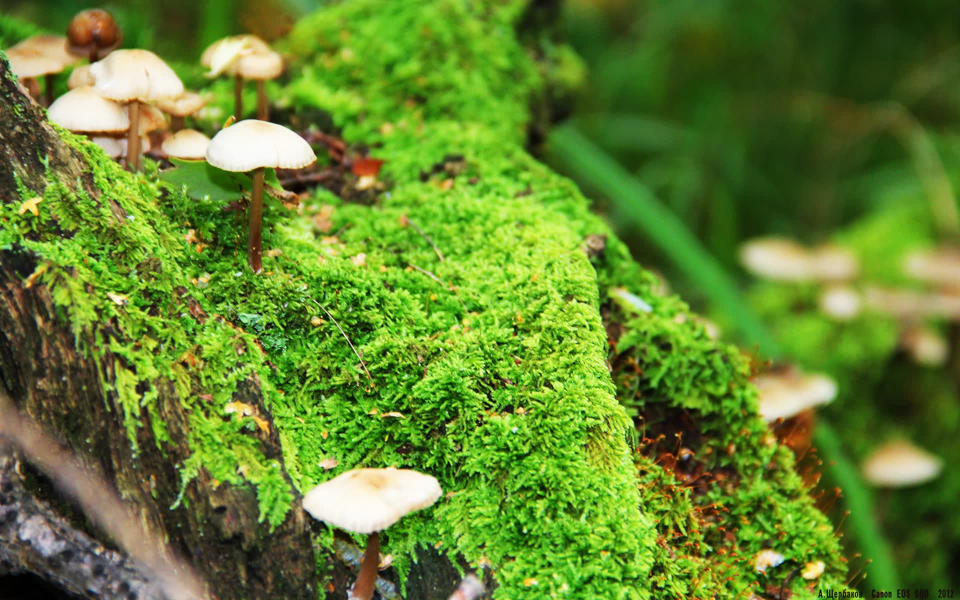 世界举重裁判员评分差异化研究与统一建议白皮书，举重裁判员等级